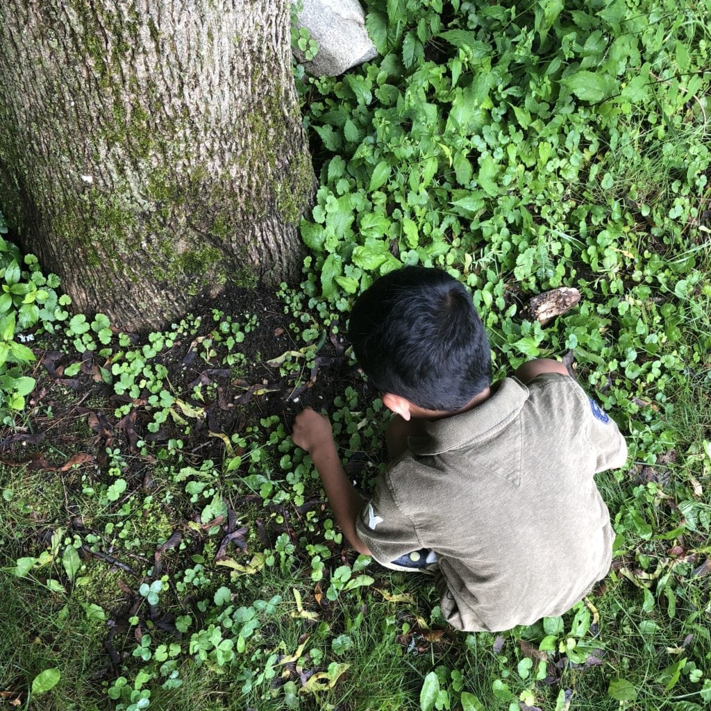 Young boy playing near a tree.